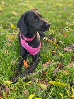 Thea, Abi's Cockerdor, lying in the grass